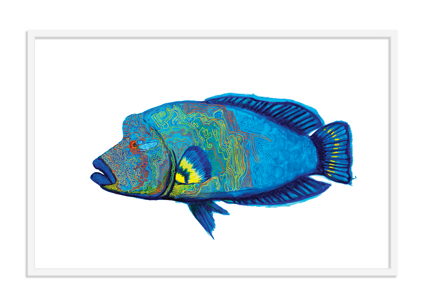 Mr Hump-Head Maori Wrasse