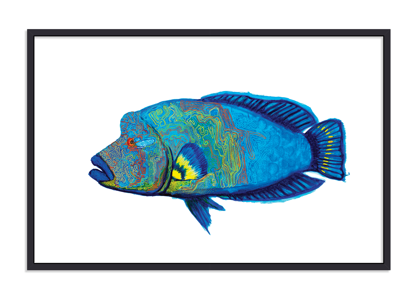 Mr Hump-Head Maori Wrasse