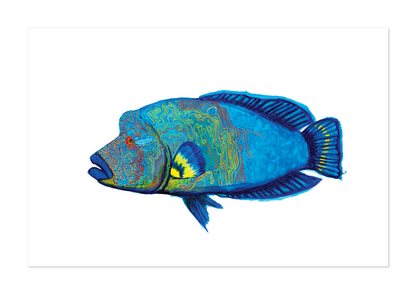 Mr Hump-Head Maori Wrasse