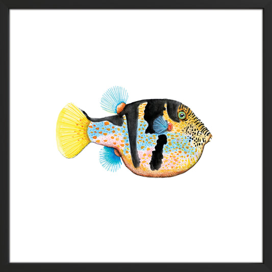 Borris. The Valentini Pufferfish.