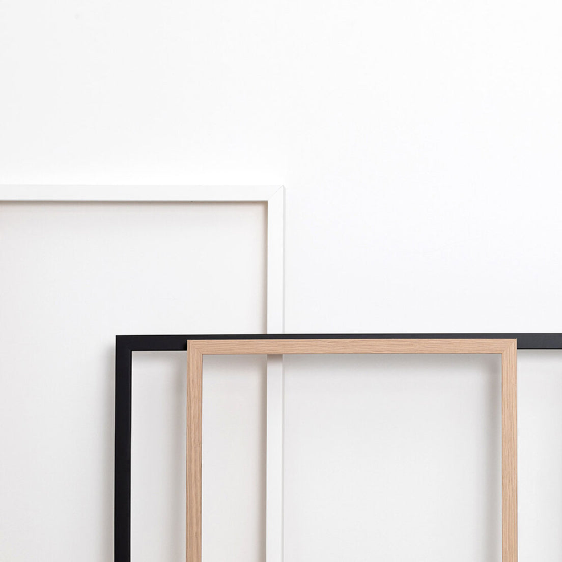 The Single Rough-Leaf Sugar-Bush